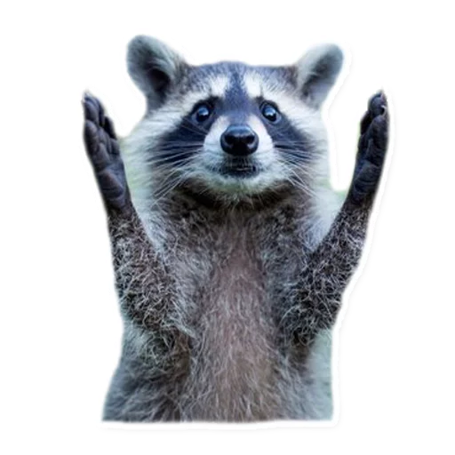 👏 Стикер «Racoonpack» для Telegram
