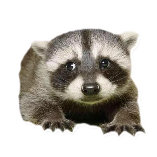 👶 Стикер «Racoonpack» для Telegram