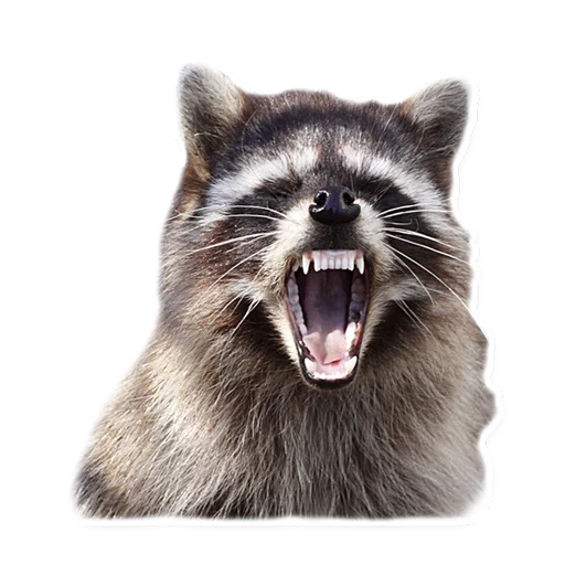 😡 Стикер «Racoonpack» для Telegram
