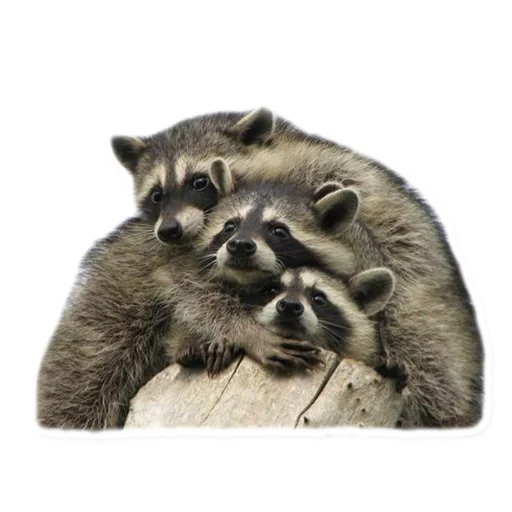 👪 Стикер «Racoonpack» для Telegram