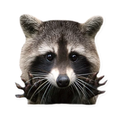 👐 Стикер «Racoonpack» для Telegram