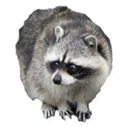👀 Стикер «Racoonpack» для Telegram