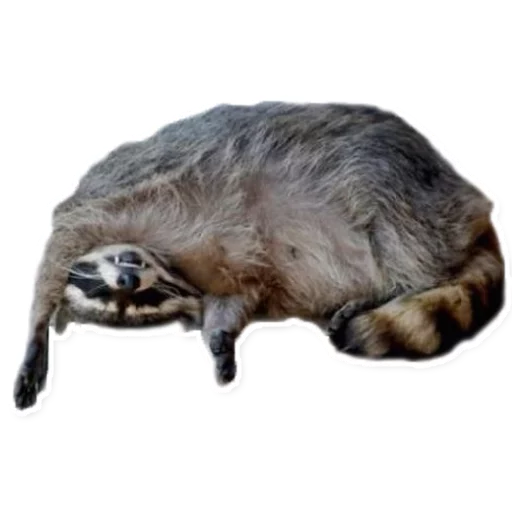 💤 Стикер «Racoonpack» для Telegram