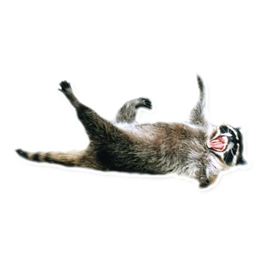 😂 Стикер «Racoonpack» для Telegram