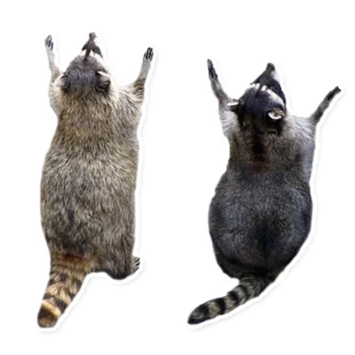 🙏 Стикер «Racoonpack» для Telegram