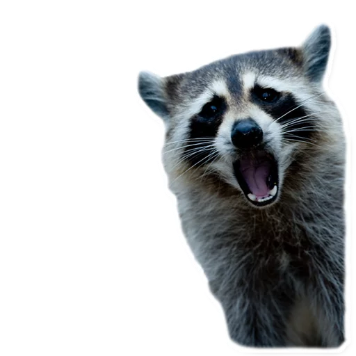 😨 Стикер «Racoonpack» для Telegram