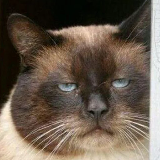 😾 Стикер «radiumdunk» для Telegram