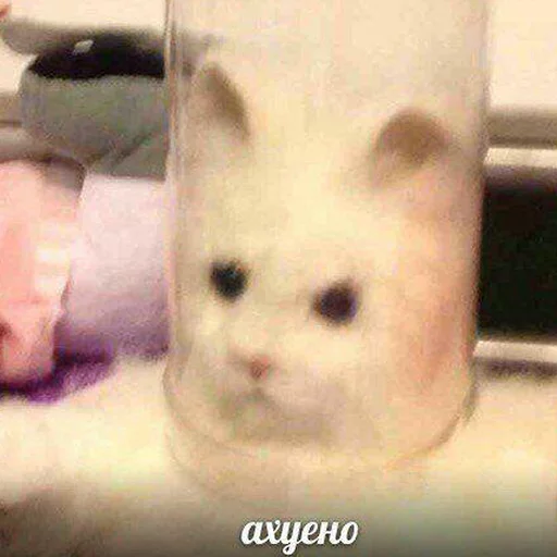 😾 Стикер «radiumdunk» для Telegram