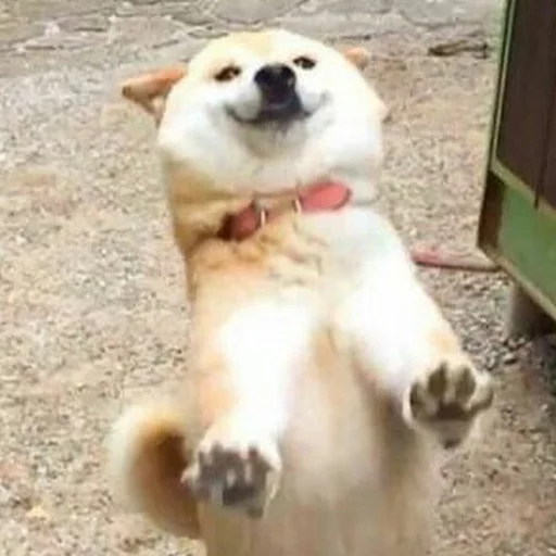 🐶 Стикер «radiumdunk» для Telegram