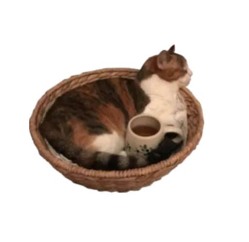 🐱 Стикер «rainy» для Telegram
