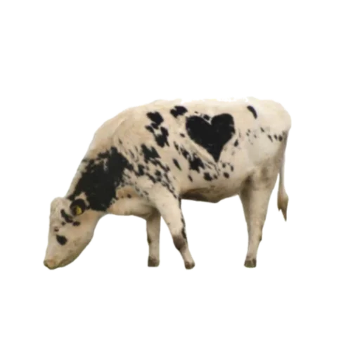 🐄 Стикер «rainy» для Telegram