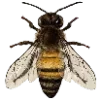 🐝 Эмодзи «Ещё один пак букв с цветами осени, заглавные и прописные.» для Telegram