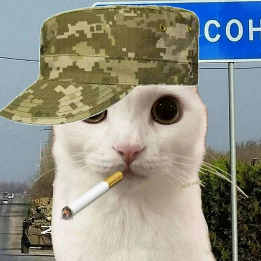 🐈 Стикер «Ramin Afire Airs» для Telegram