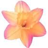 🌸 Эмодзи «Randomdon 4» для Telegram