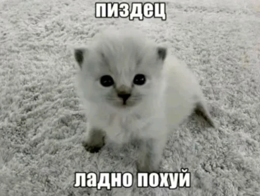 🤩 Стикер «random 4» для Telegram