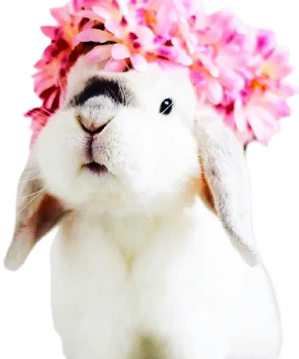🐰 Стикер «Cute Animals» для Telegram