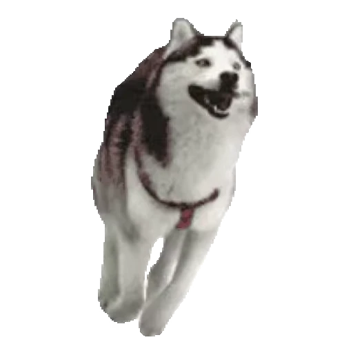 🐶 Стикер «Random funny 3» для Telegram