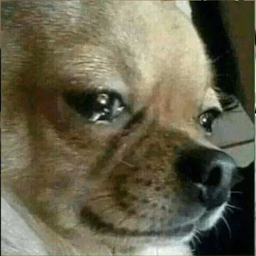 😭 Стикер «Yet another kang pack» для Telegram
