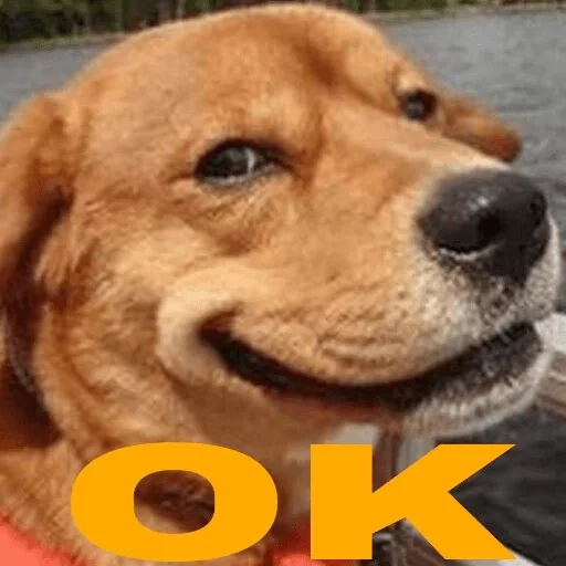 😐 Стикер «Yet another kang pack» для Telegram
