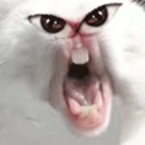 👄 Эмодзи «random mem» для Telegram