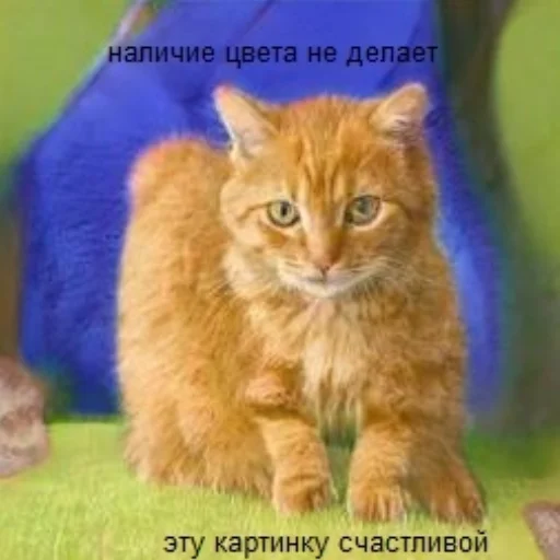 😺 Стикер «random! (mimimimi)??????????» для Telegram