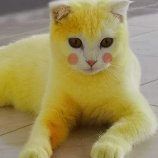 😺 Стикер «random! (mimimimi)??????????» для Telegram