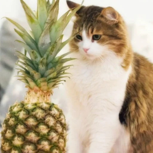 🍍 Стикер «random! (mimimimi)??????????» для Telegram
