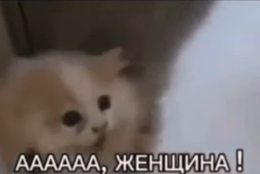 👩 Стикер «RANDOM MEMES» для Telegram