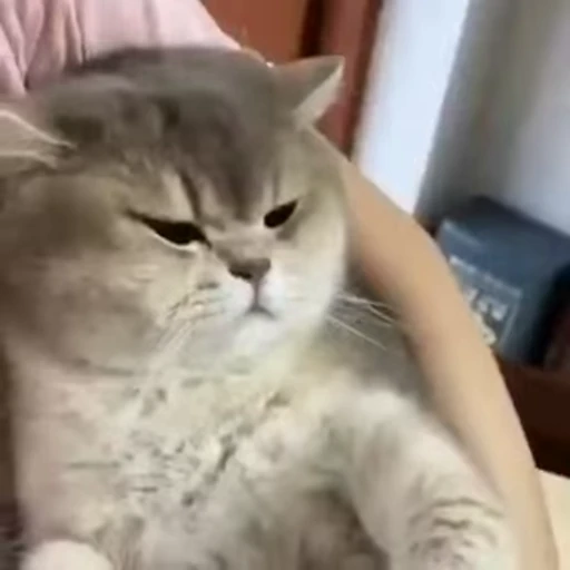 🤬 Стикер «Random Reactions» для Telegram