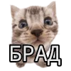 🤗 Эмодзи «Rand» для Telegram