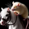 Стикер 5 Rat