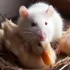Стикер 21 Rat