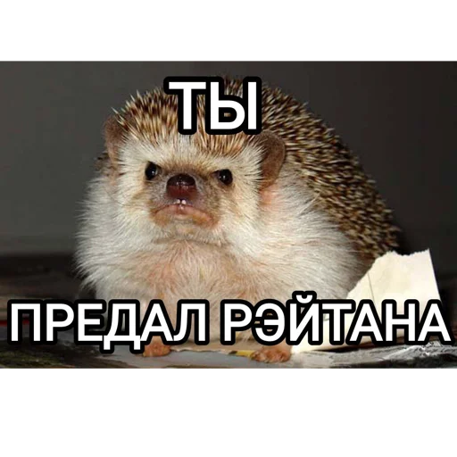 🛐 Стикер «Рэйтан» для Telegram