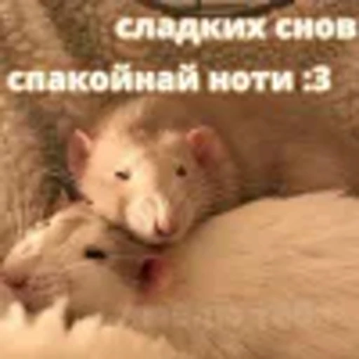 🤩 Эмодзи «Крысы» для Telegram