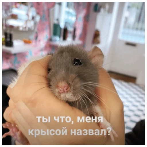 ❓ Стикер «Крысиноэ» для Telegram
