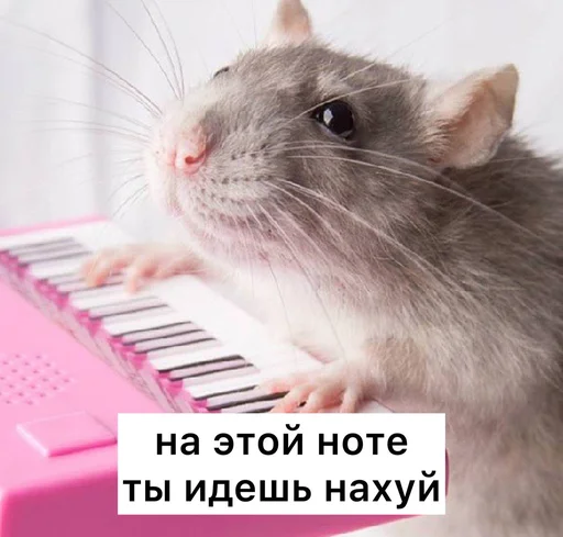 🖕 Стикер «Крысиноэ» для Telegram