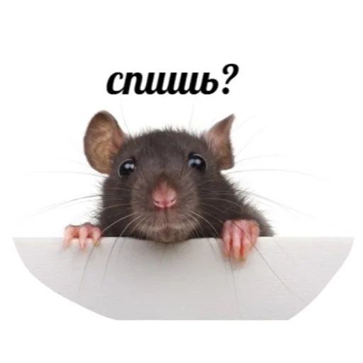 😴 Стикер «Крысиноэ» для Telegram