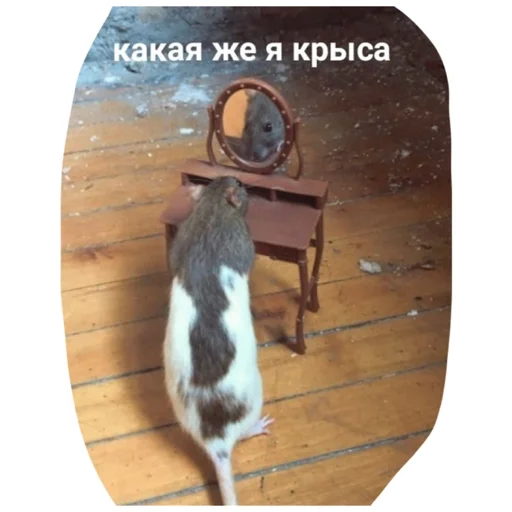 😌 Стикер «Крысиноэ» для Telegram