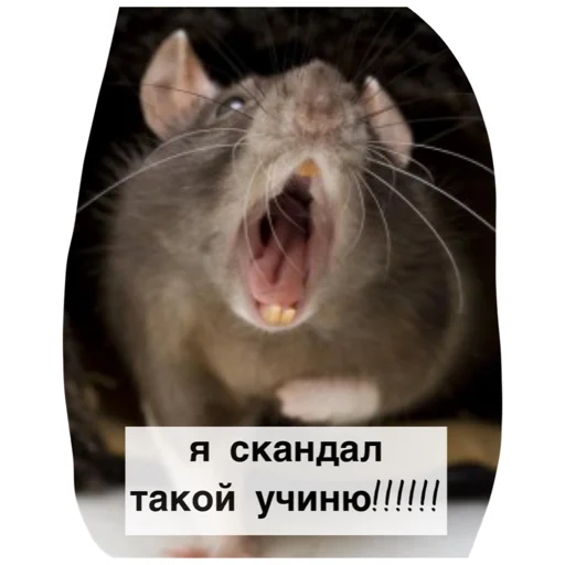😤 Стикер «Крысиноэ» для Telegram