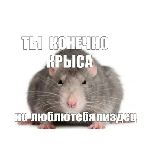 😘 Стикер «Крысиноэ» для Telegram
