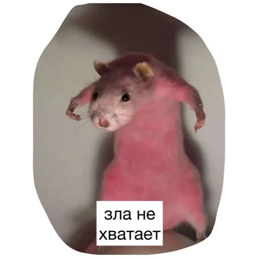 🤬 Стикер «Крысиноэ» для Telegram