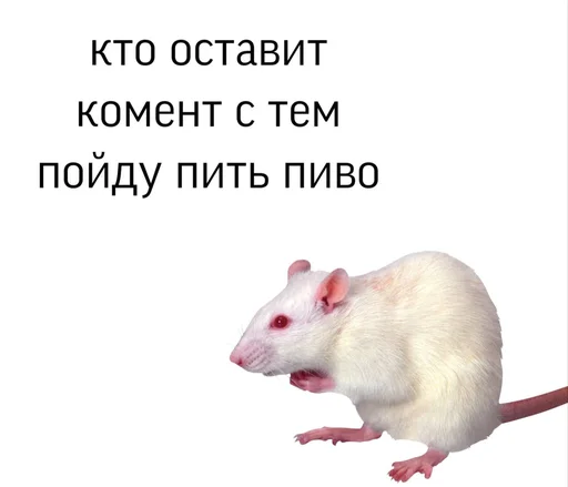 🍺 Стикер «Крысиноэ» для Telegram