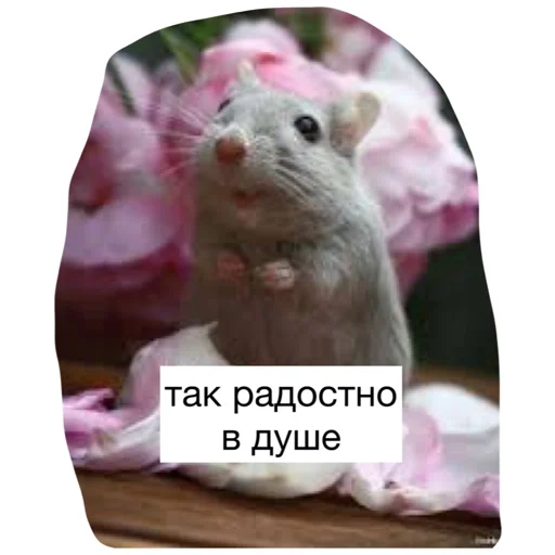😊 Стикер «Крысиноэ» для Telegram