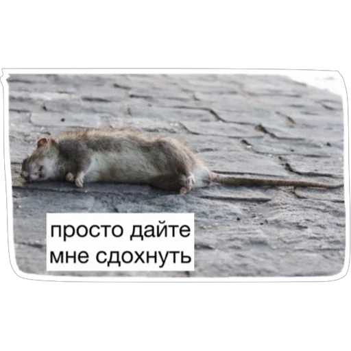 💀 Стикер «Крысиноэ» для Telegram