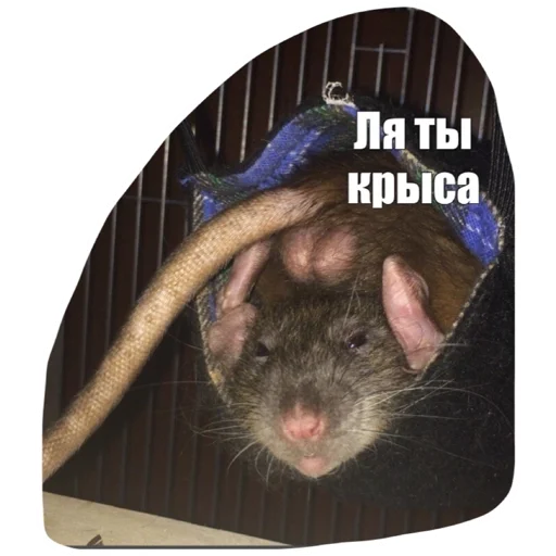 😉 Стикер «Крысиноэ» для Telegram