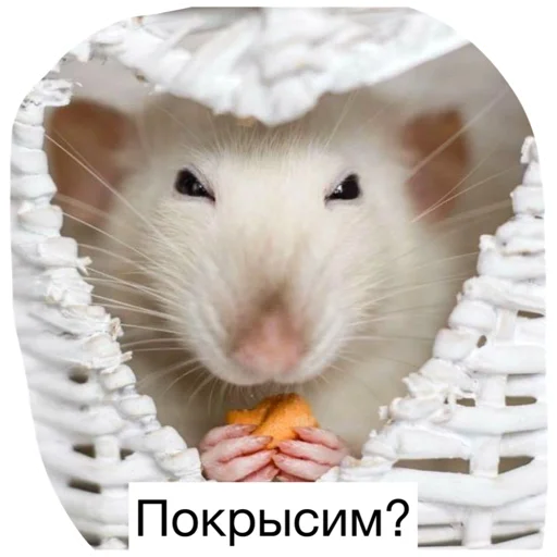 😎 Стикер «Крысиноэ» для Telegram