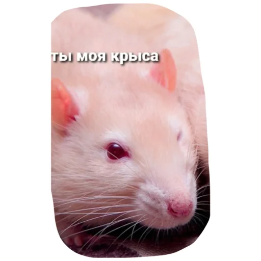💞 Стикер «Крысиноэ» для Telegram