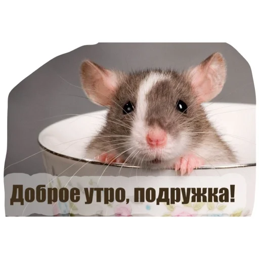 😊 Стикер «Крысиноэ» для Telegram