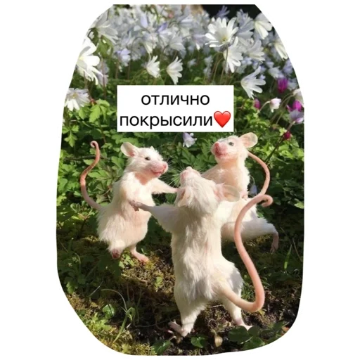 👍 Стикер «Крысиноэ» для Telegram