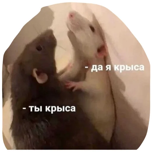 🫂 Стикер «Крысиноэ» для Telegram